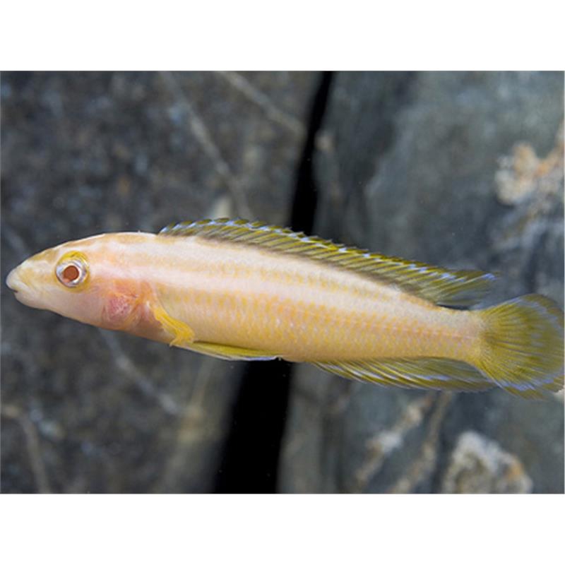 Julidochromis ornatus albin - imagine 5